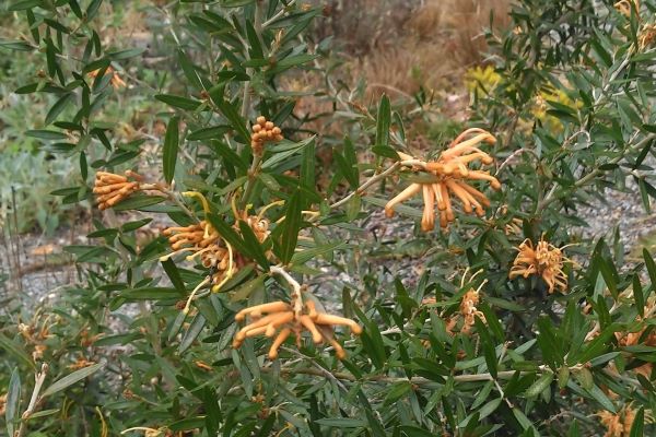 Poorinda Leanne Grevillea